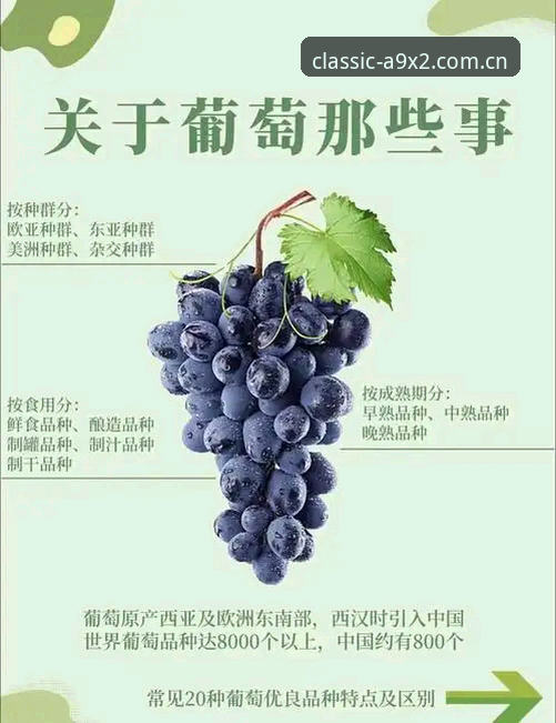 老版新葡萄官网版特色最新动态：经典传承与创新突破的双重体验——A9X2版深度解析